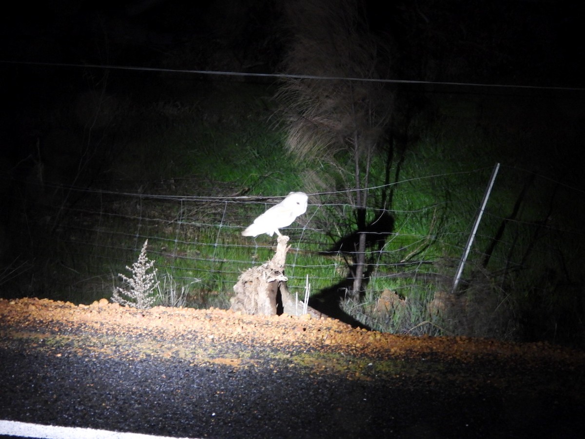 Eastern Barn Owl (Eastern) - ML641846715