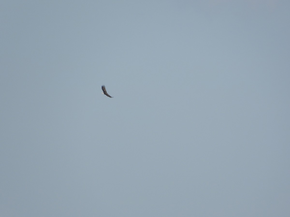 White-tailed Eagle - ML641846717