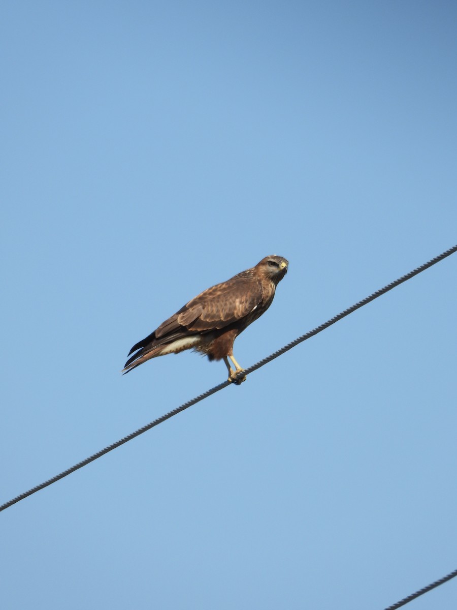 Common Buzzard - ML641846736