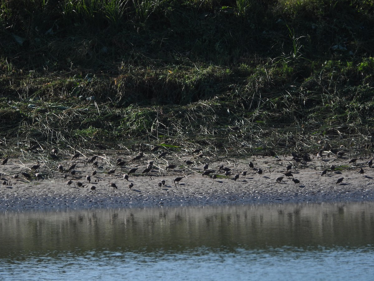 European Starling - ML641846767