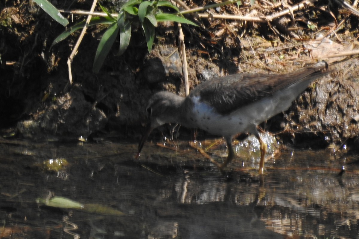 Spotted Sandpiper - ML641846775