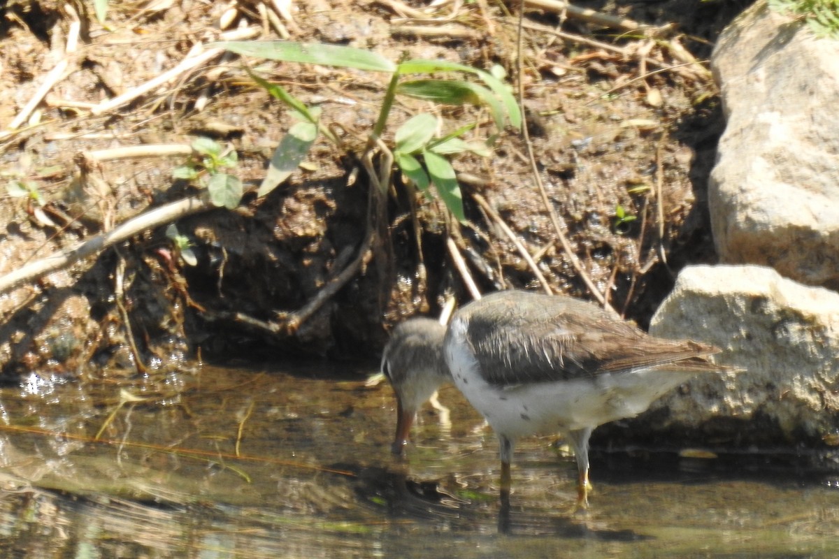 Spotted Sandpiper - ML641846776