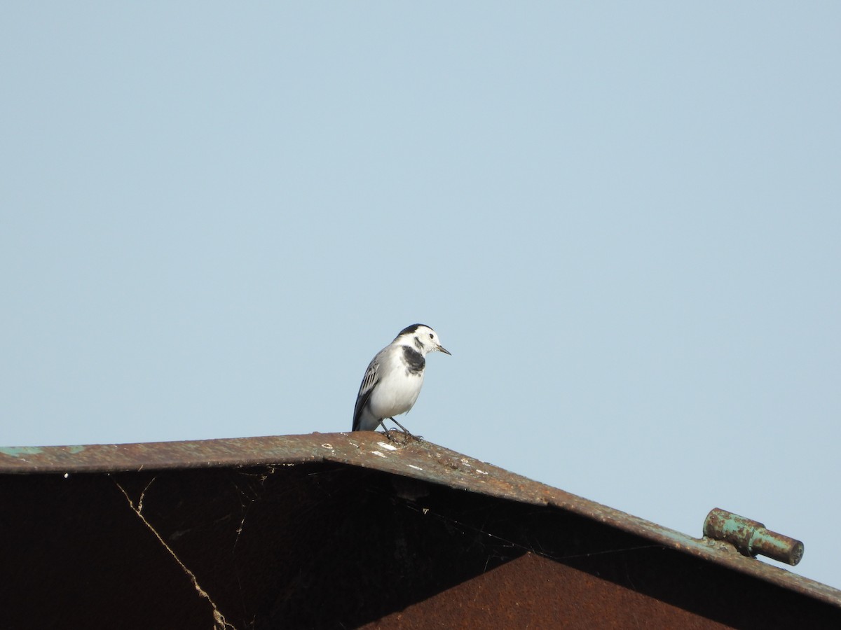 White Wagtail - ML641846779