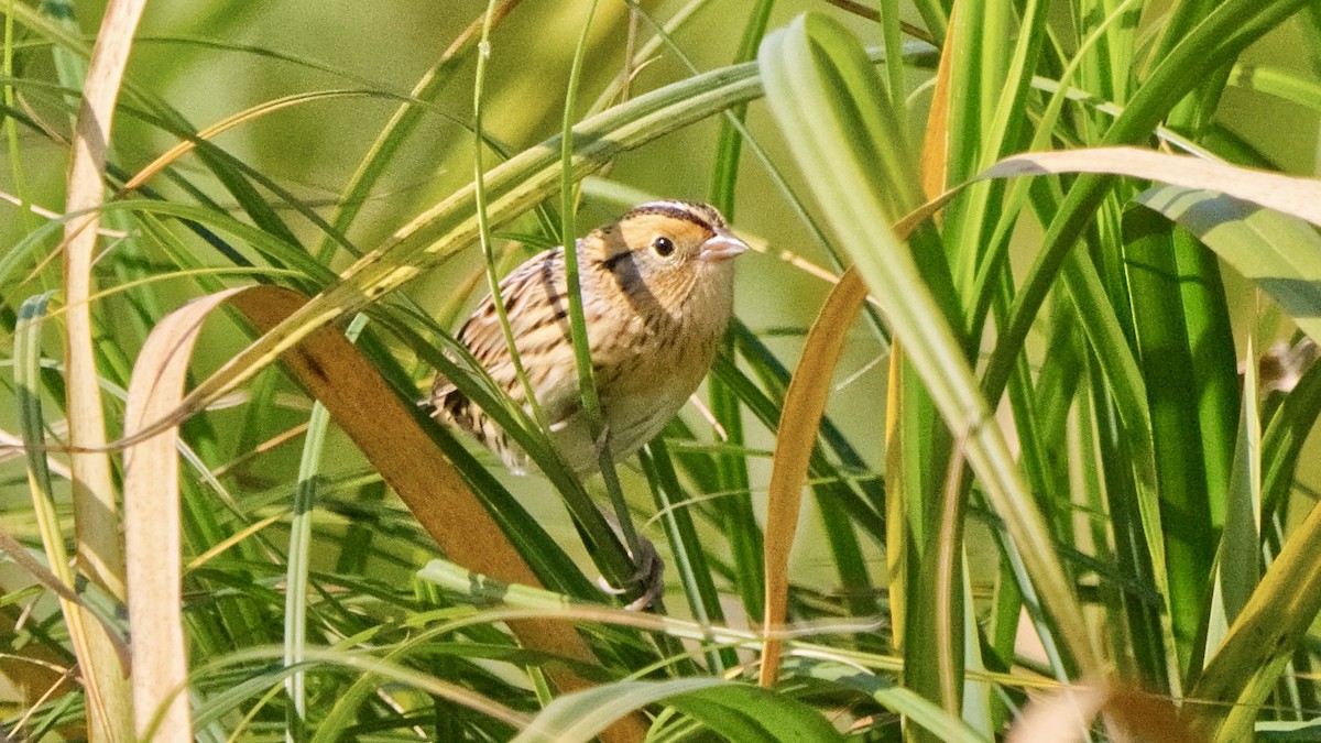 LeConte's Sparrow - ML641846781