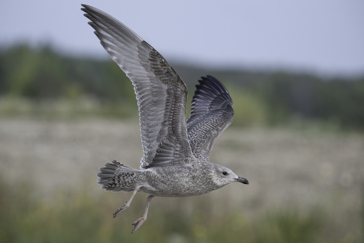 Möwe, unbestimmt - ML641846783