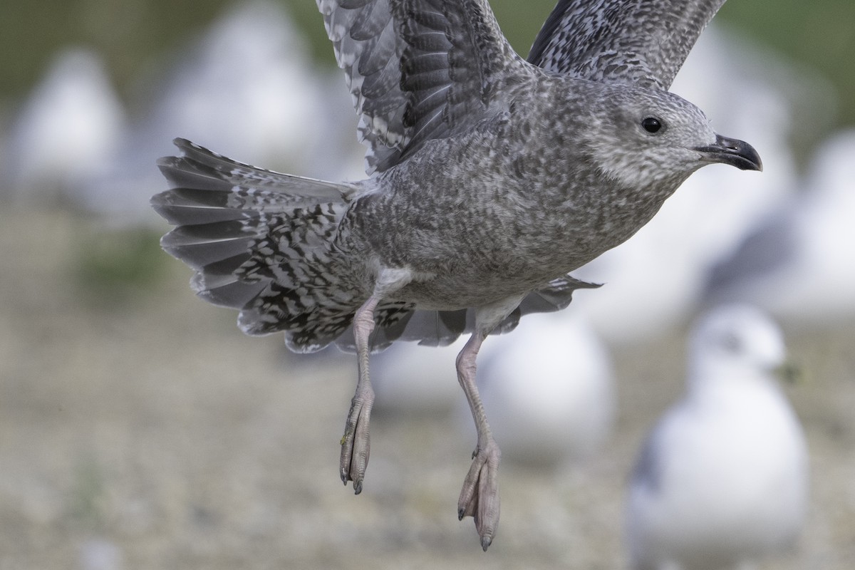 gull sp. - ML641846785