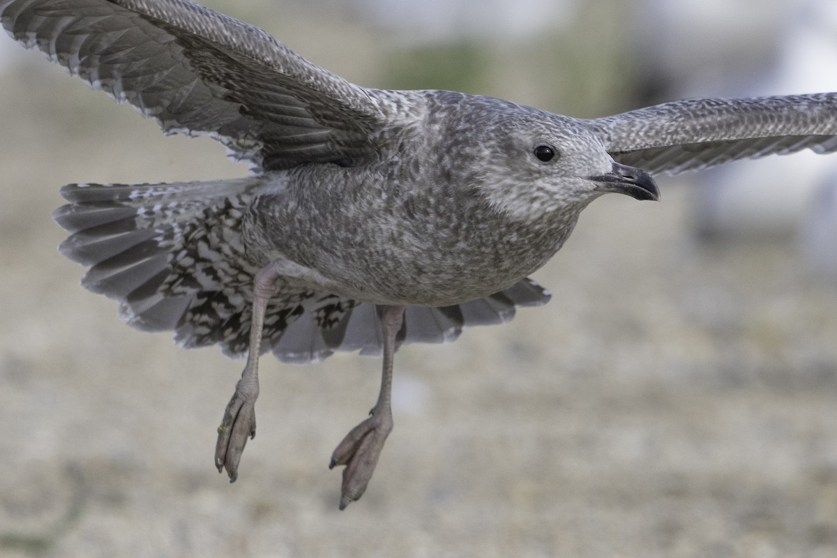 gull sp. - ML641846789