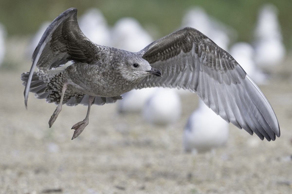 gull sp. - ML641846794