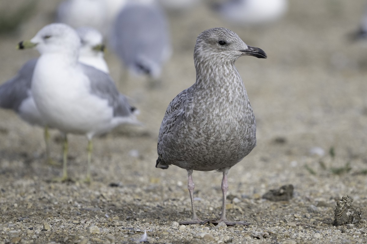 gull sp. - ML641846803