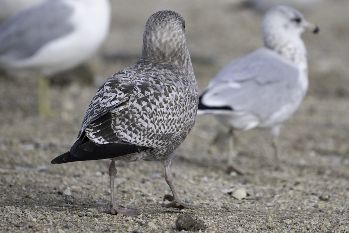 gull sp. - ML641846808