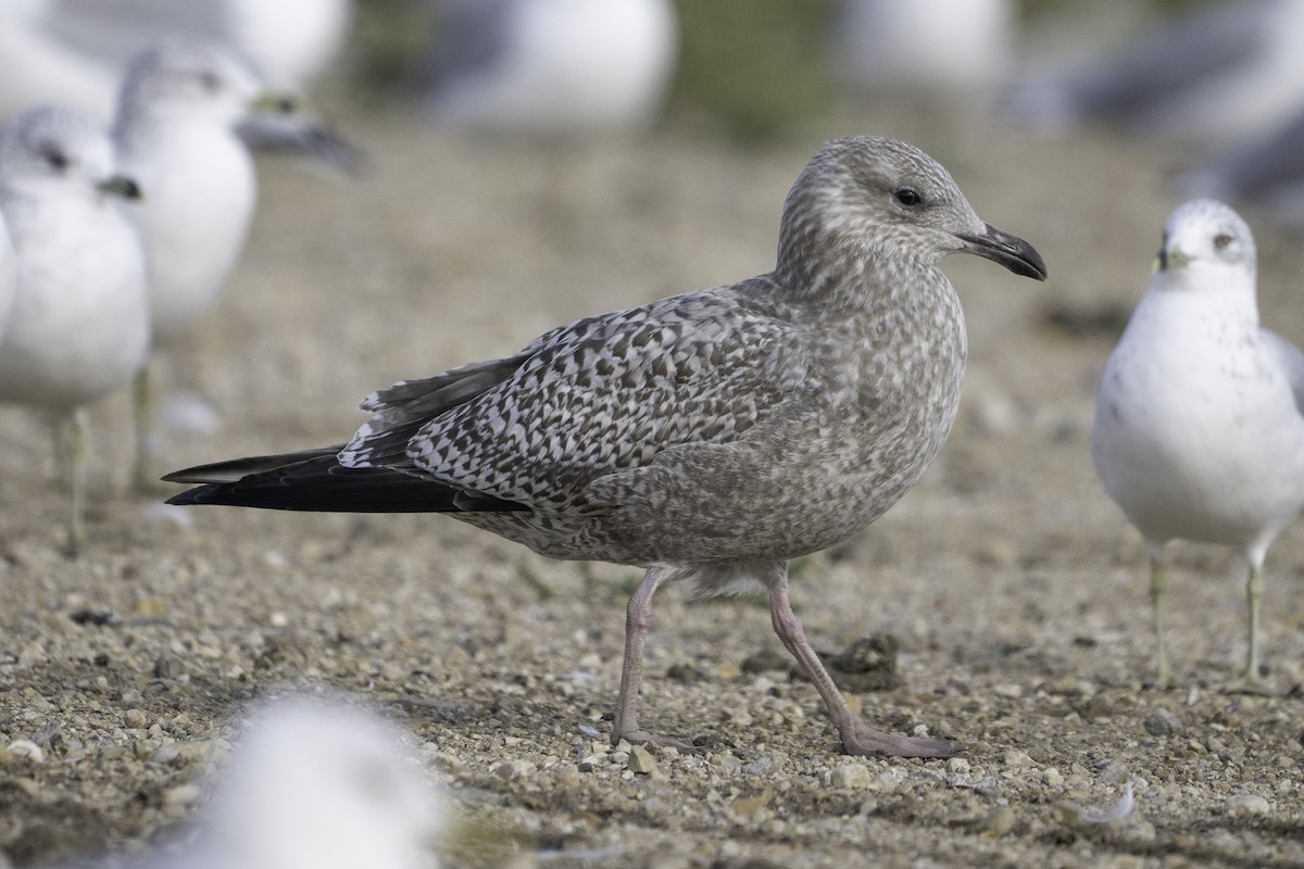 gull sp. - ML641846816