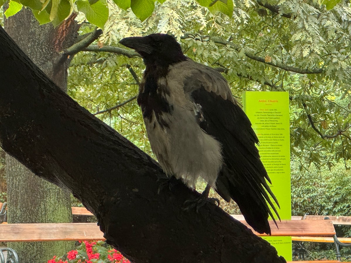 Hooded Crow (Hooded) - ML641846819