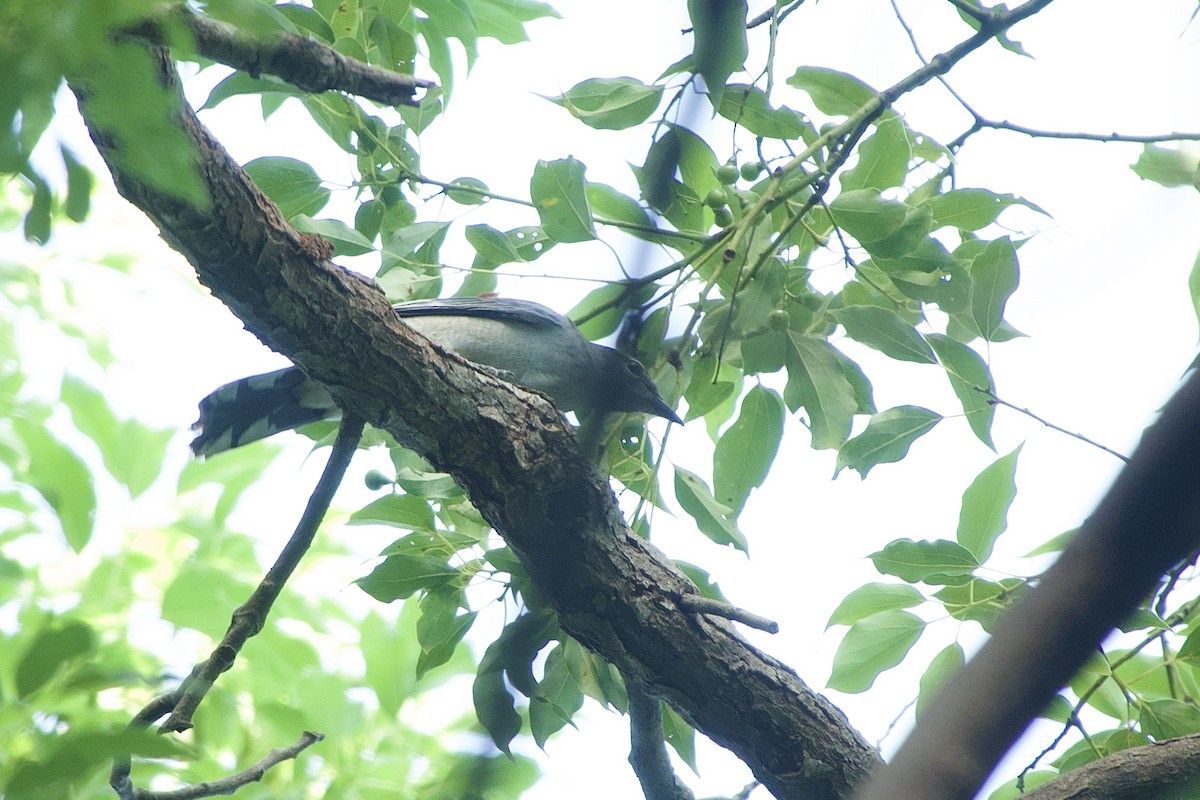 Black-winged Cuckooshrike - ML641846828