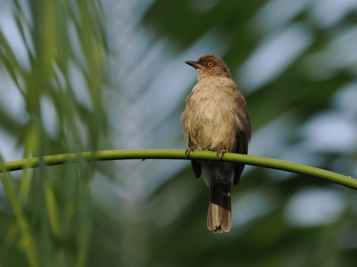 Red-eyed Bulbul - ML641846832