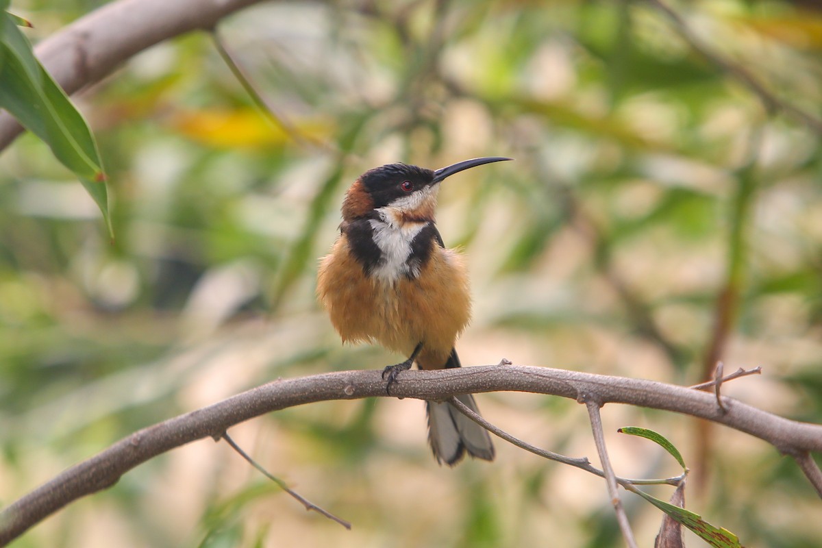 Eastern Spinebill - ML641846833