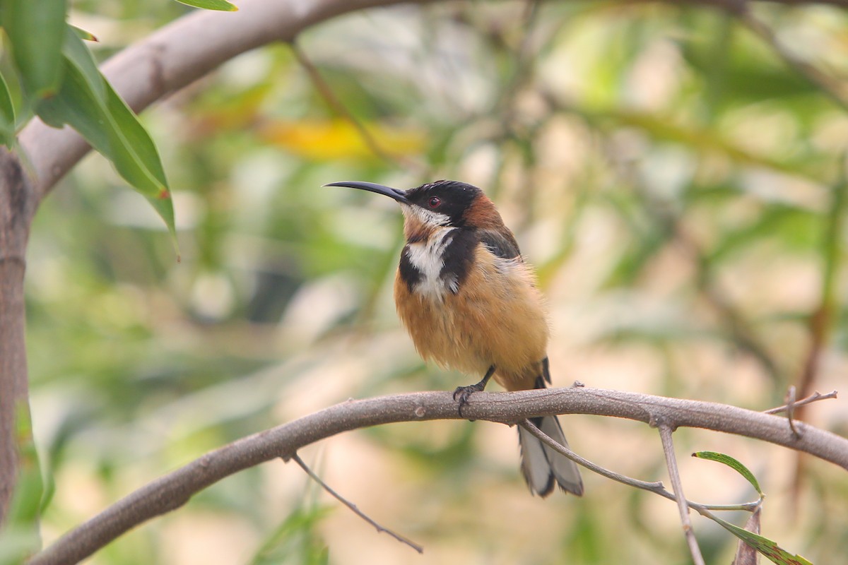 Eastern Spinebill - ML641846835