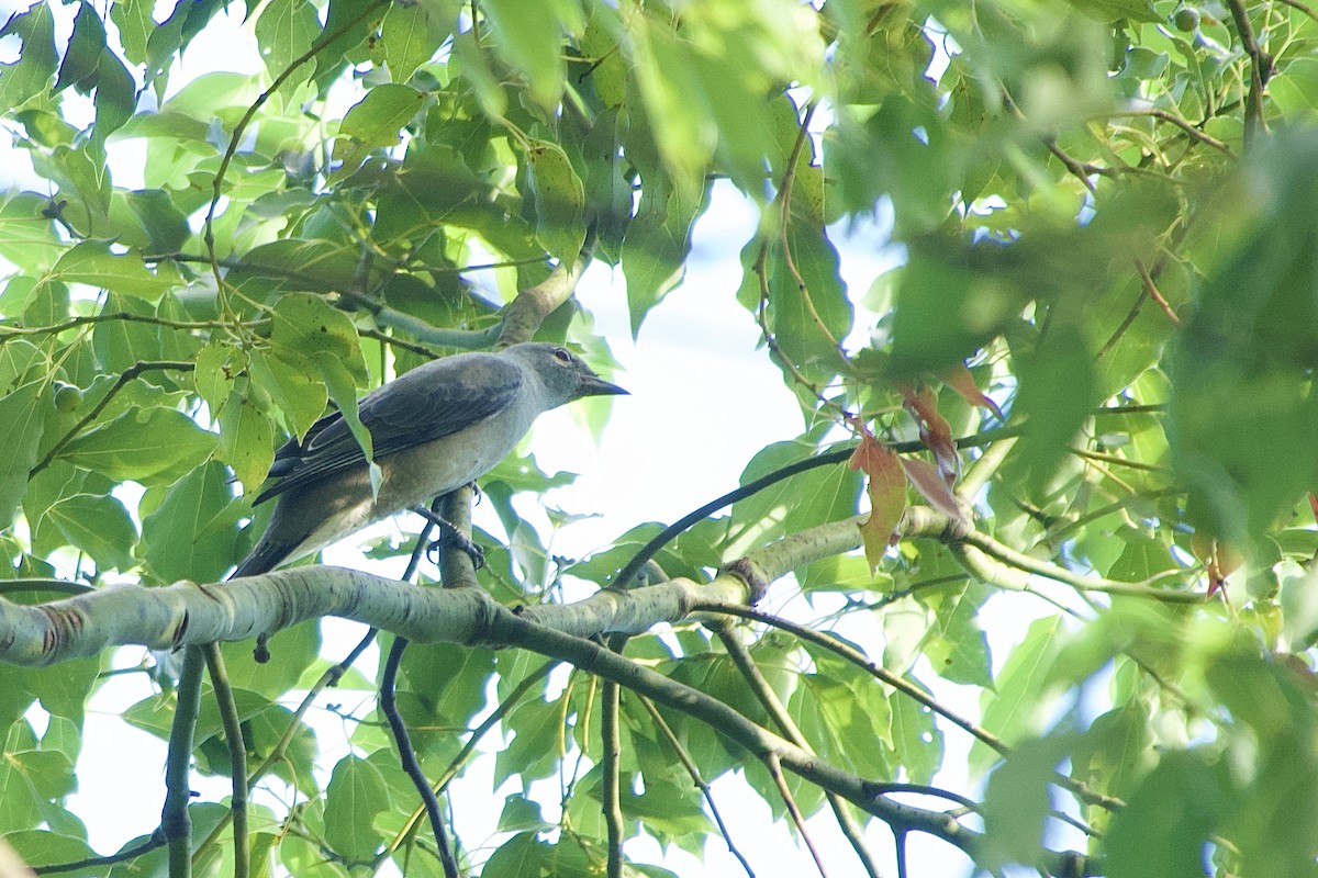 Black-winged Cuckooshrike - ML641846839