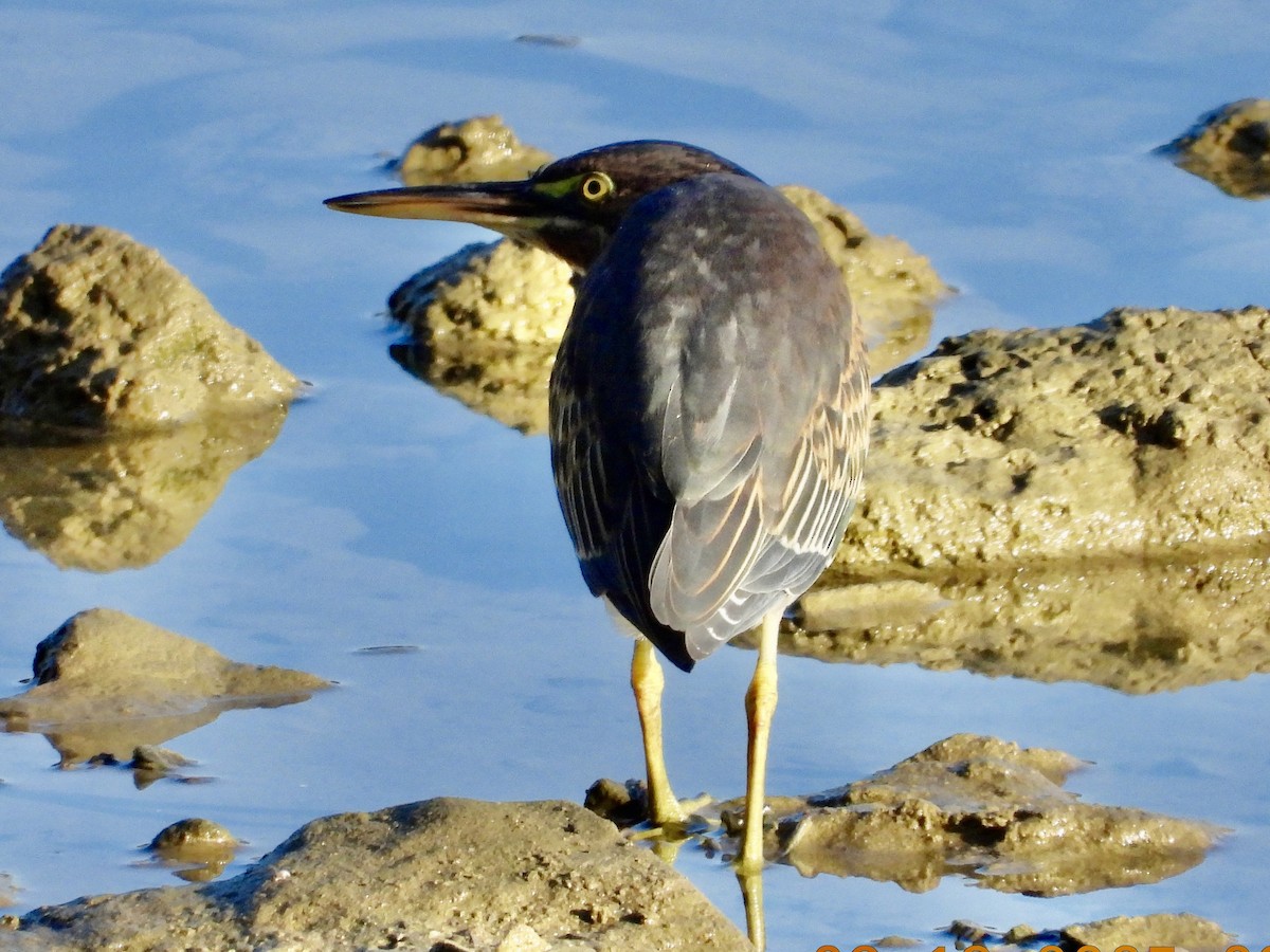 Green Heron - ML641846845
