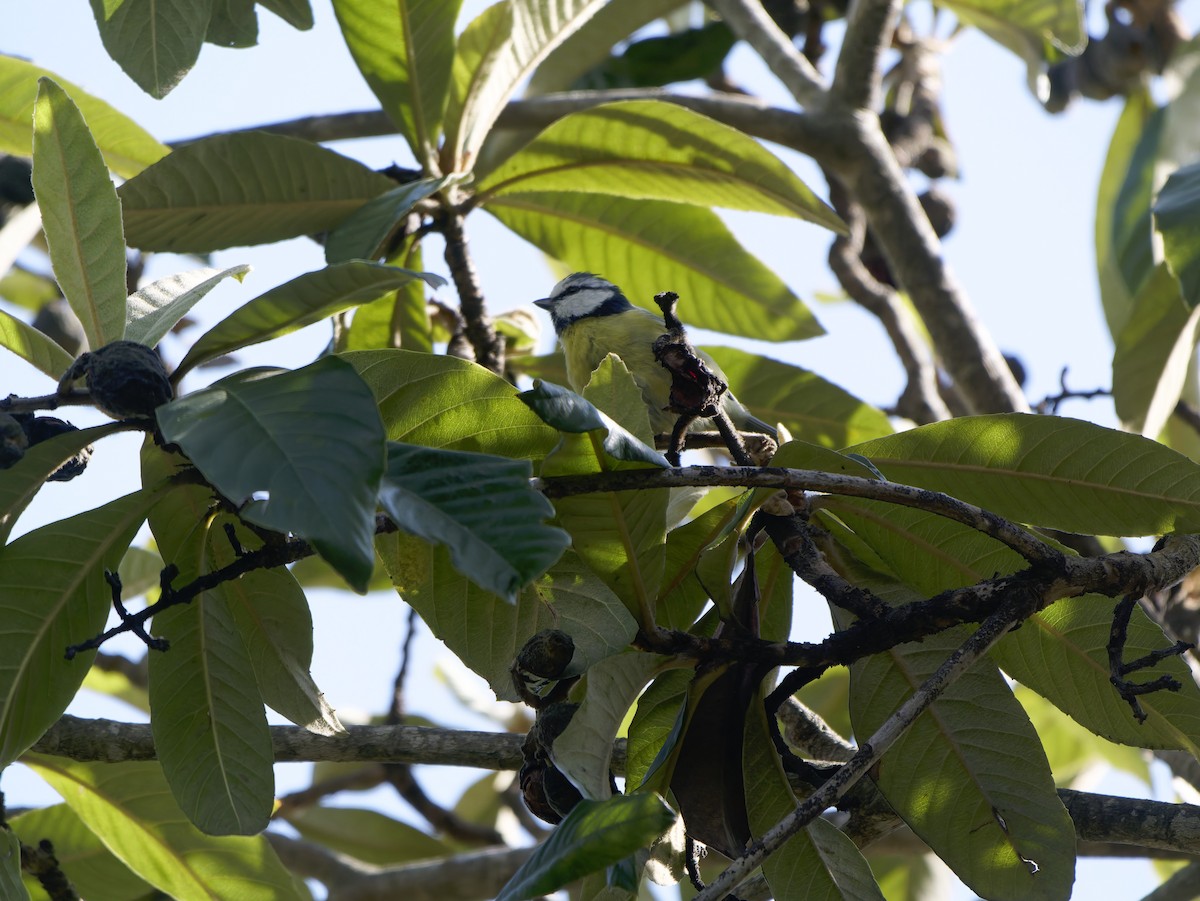 Eurasian Blue Tit - ML641846856