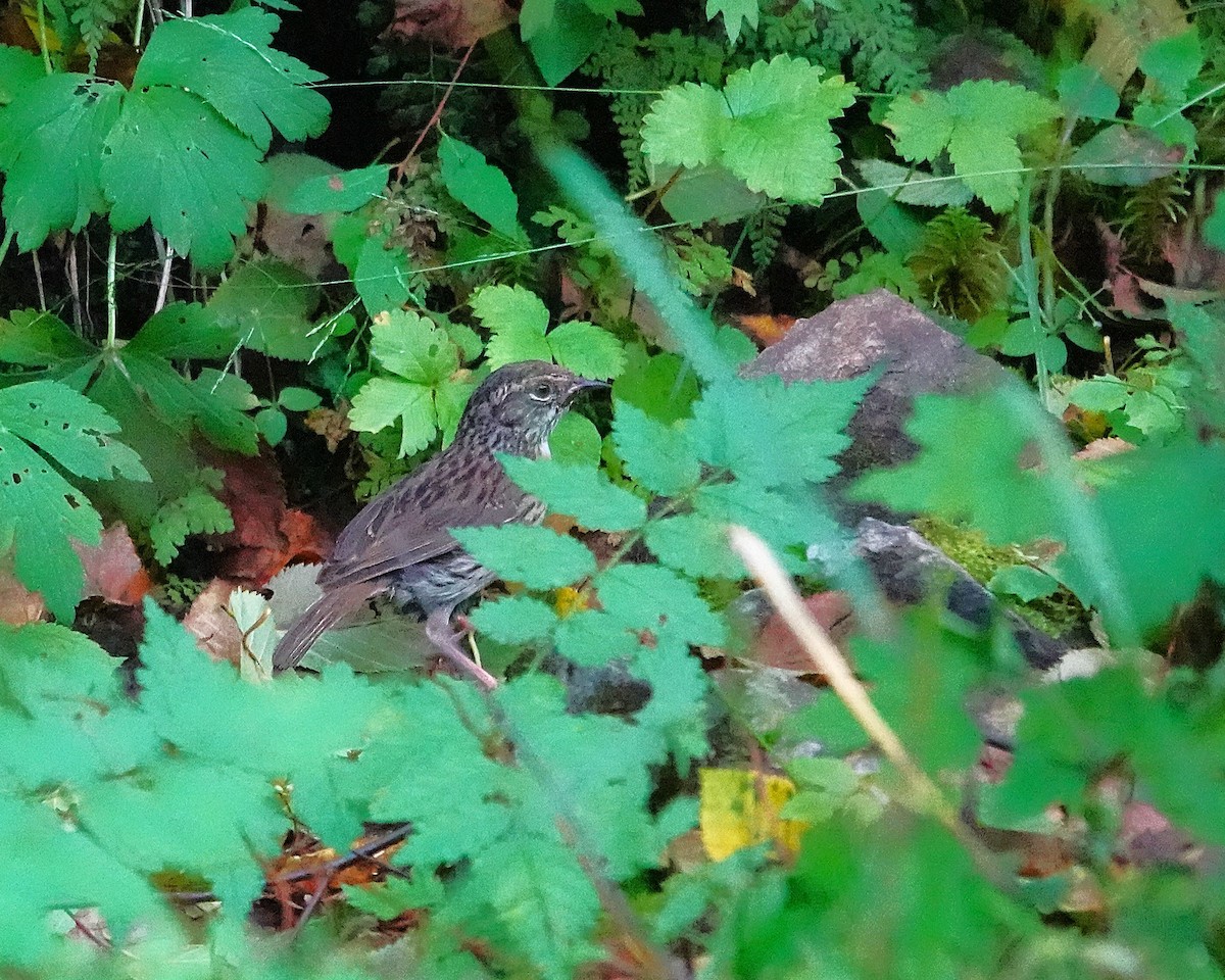 Rufous-breasted Accentor - ML641846863