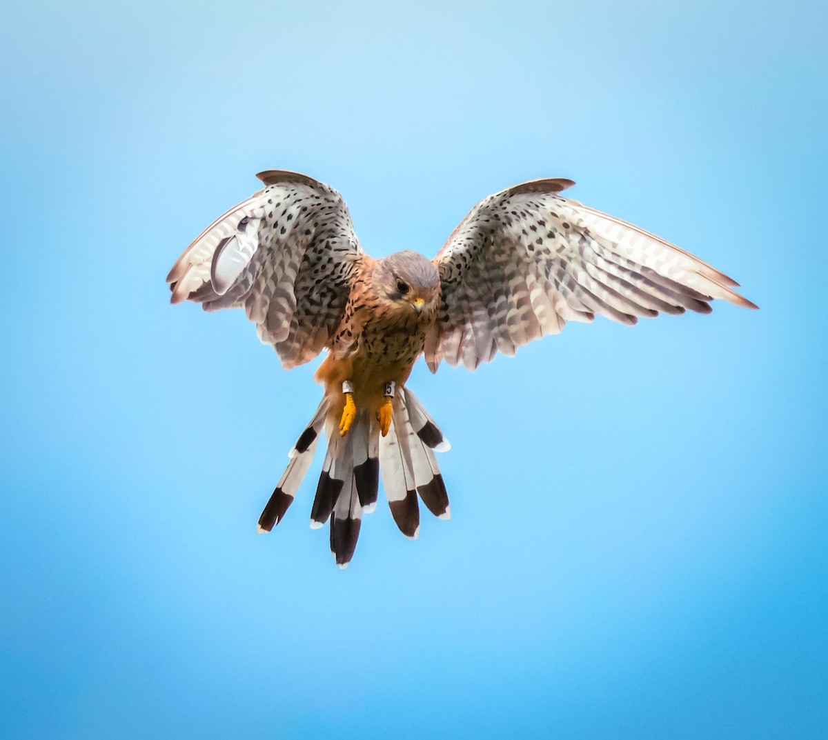 Eurasian Kestrel - ML641846864