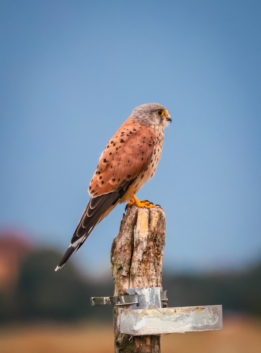 Eurasian Kestrel - ML641846865