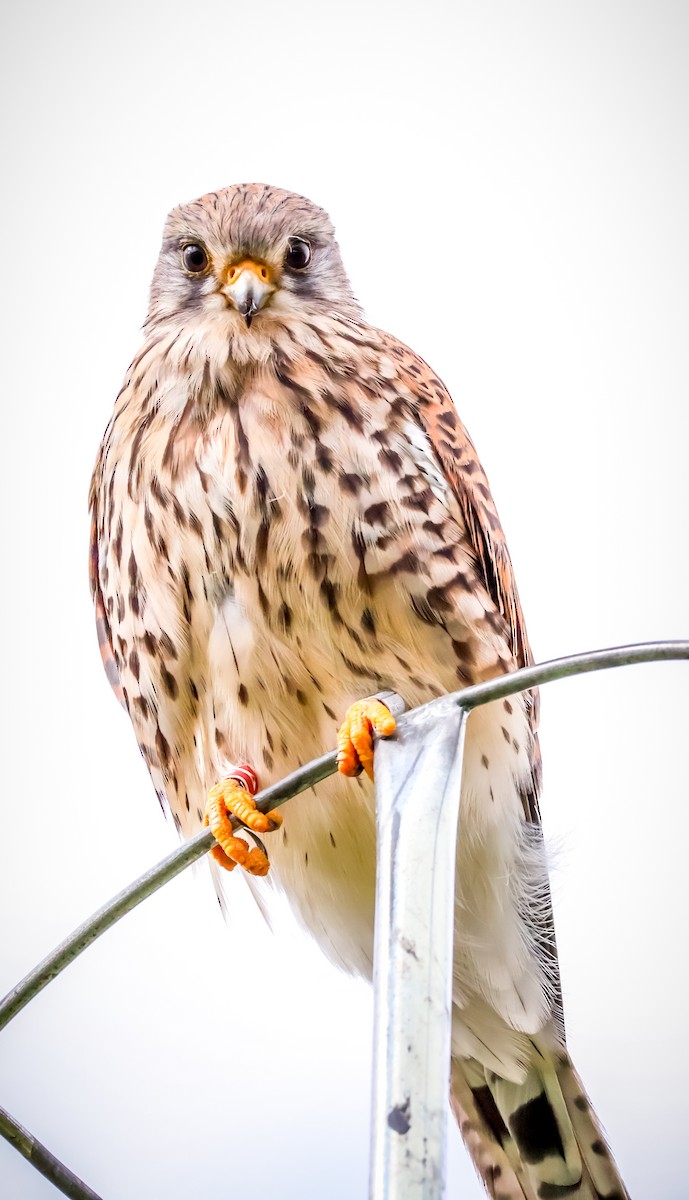 Eurasian Kestrel - ML641846866