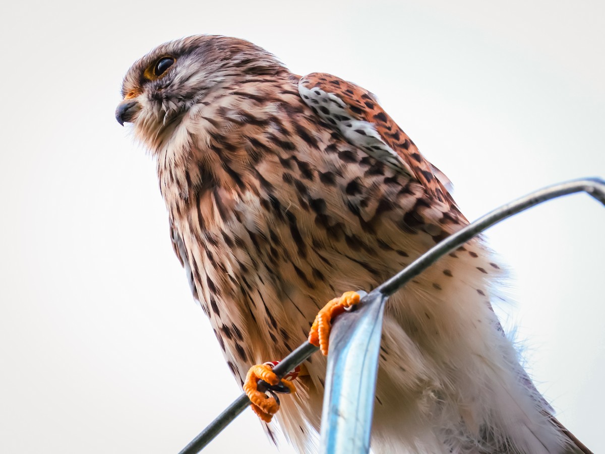 Eurasian Kestrel - ML641846867