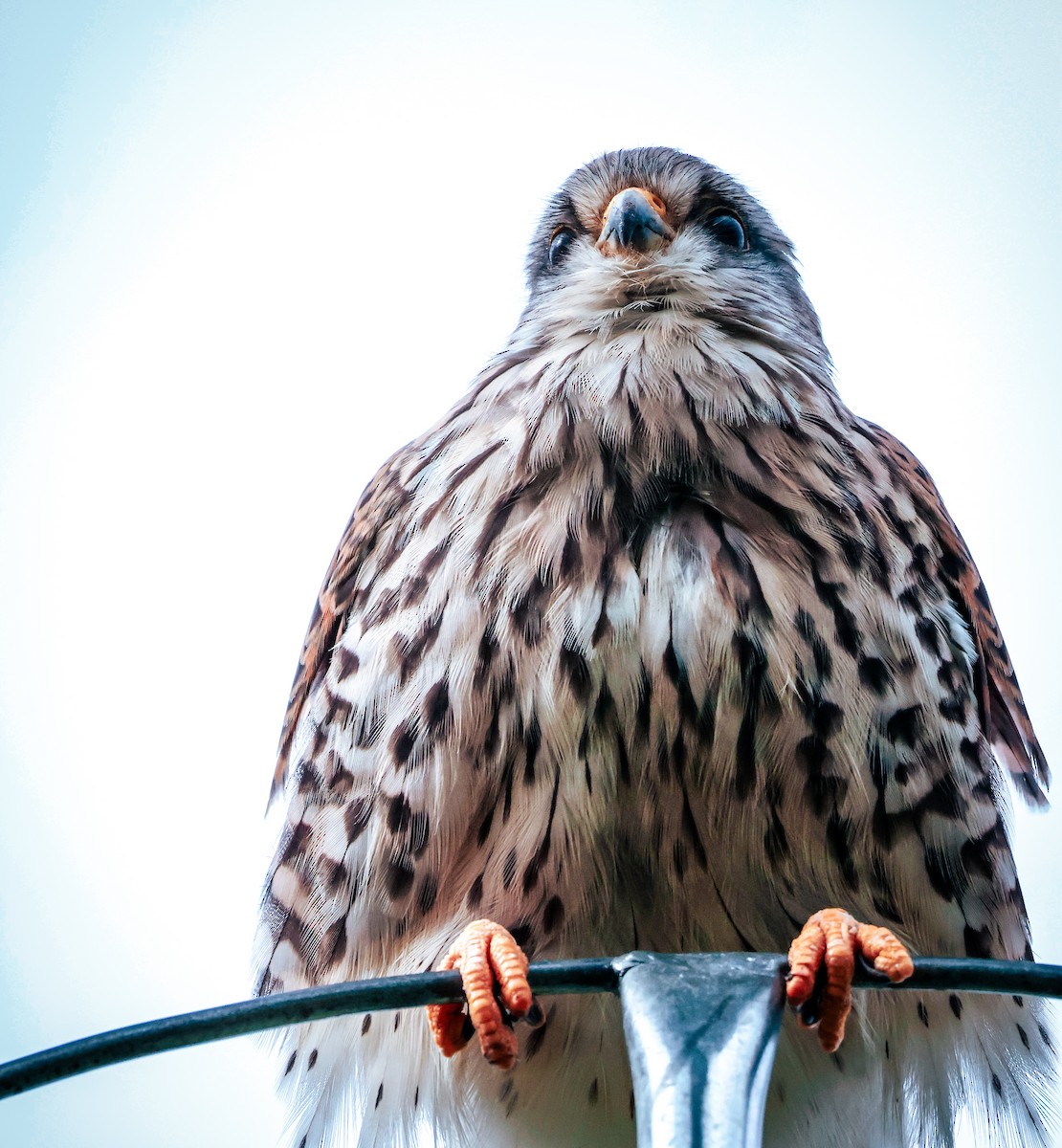 Eurasian Kestrel - ML641846868