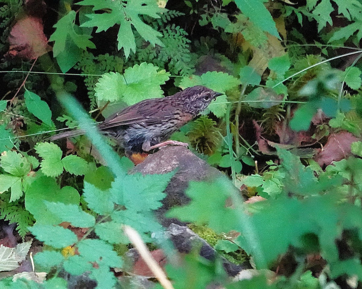 Rufous-breasted Accentor - ML641846872