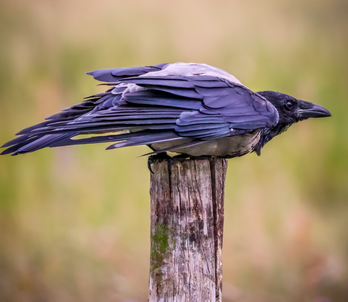 Hooded Crow - ML641846873