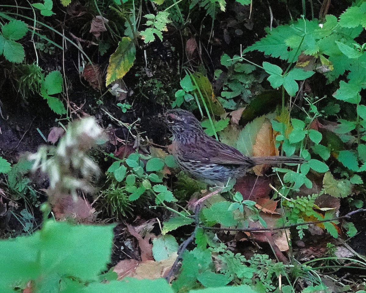 Rufous-breasted Accentor - ML641846877
