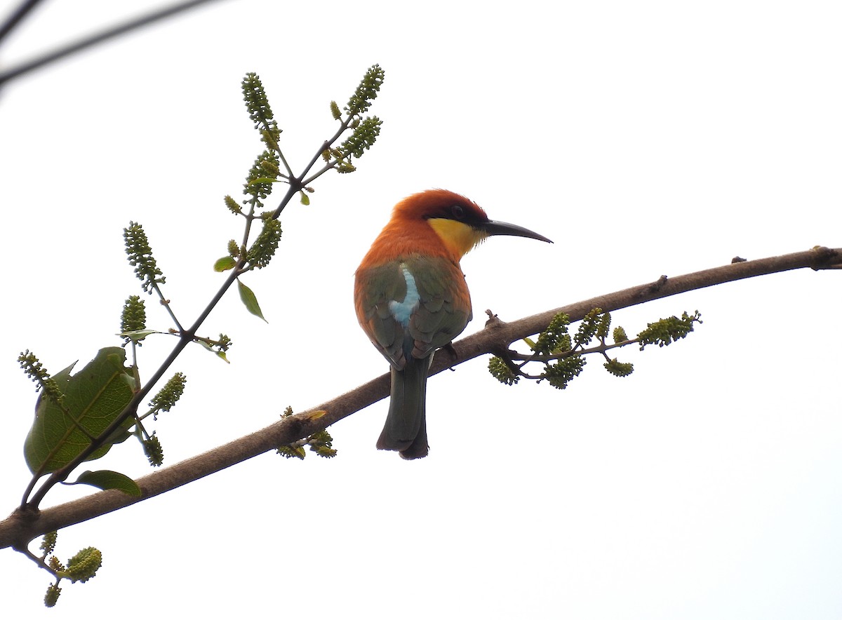 Chestnut-headed Bee-eater - ML641846878