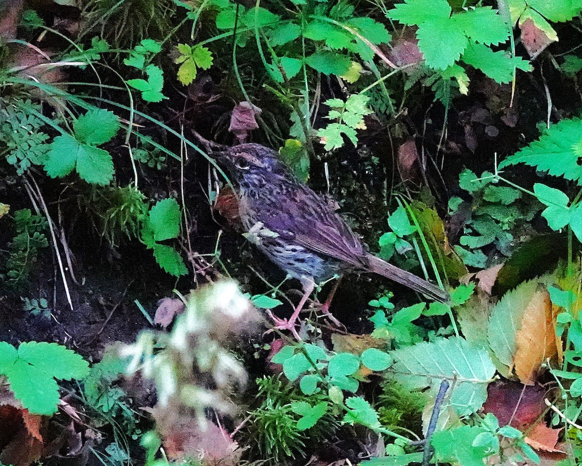 Rufous-breasted Accentor - ML641846880