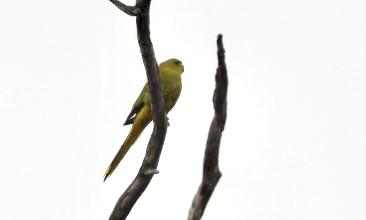 Elegant Parrot - ML641846881