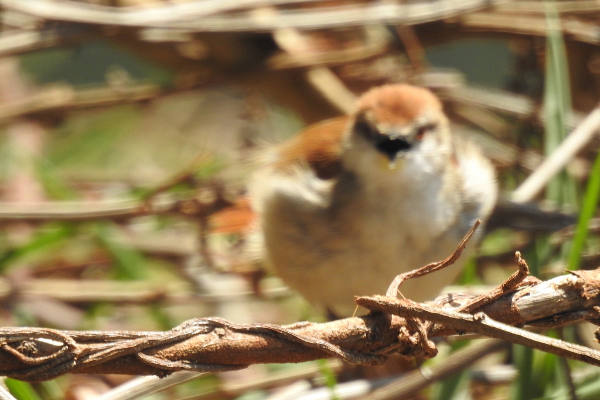 Yellow-chinned Spinetail - ML641846883
