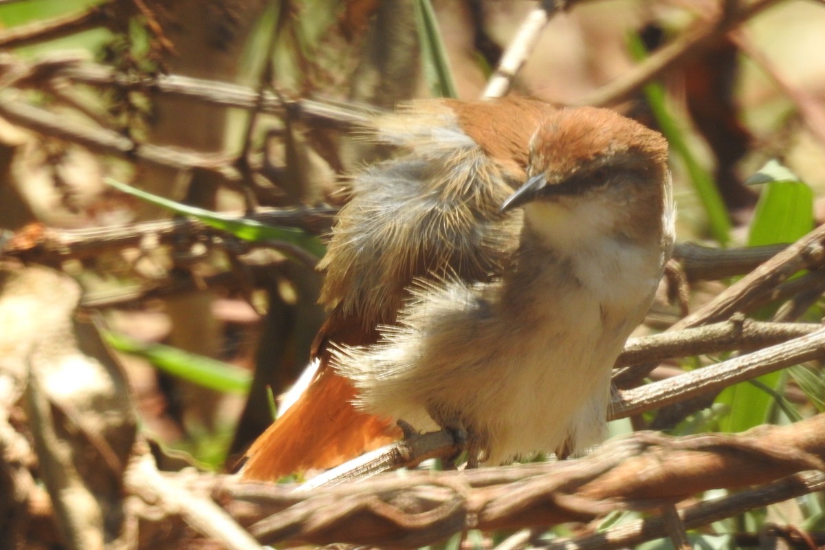 Yellow-chinned Spinetail - ML641846884