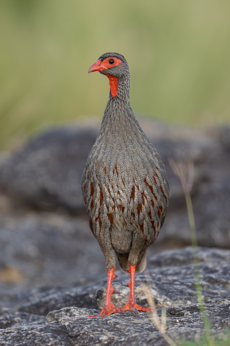 Francolín Gorjirrojo - ML641846900