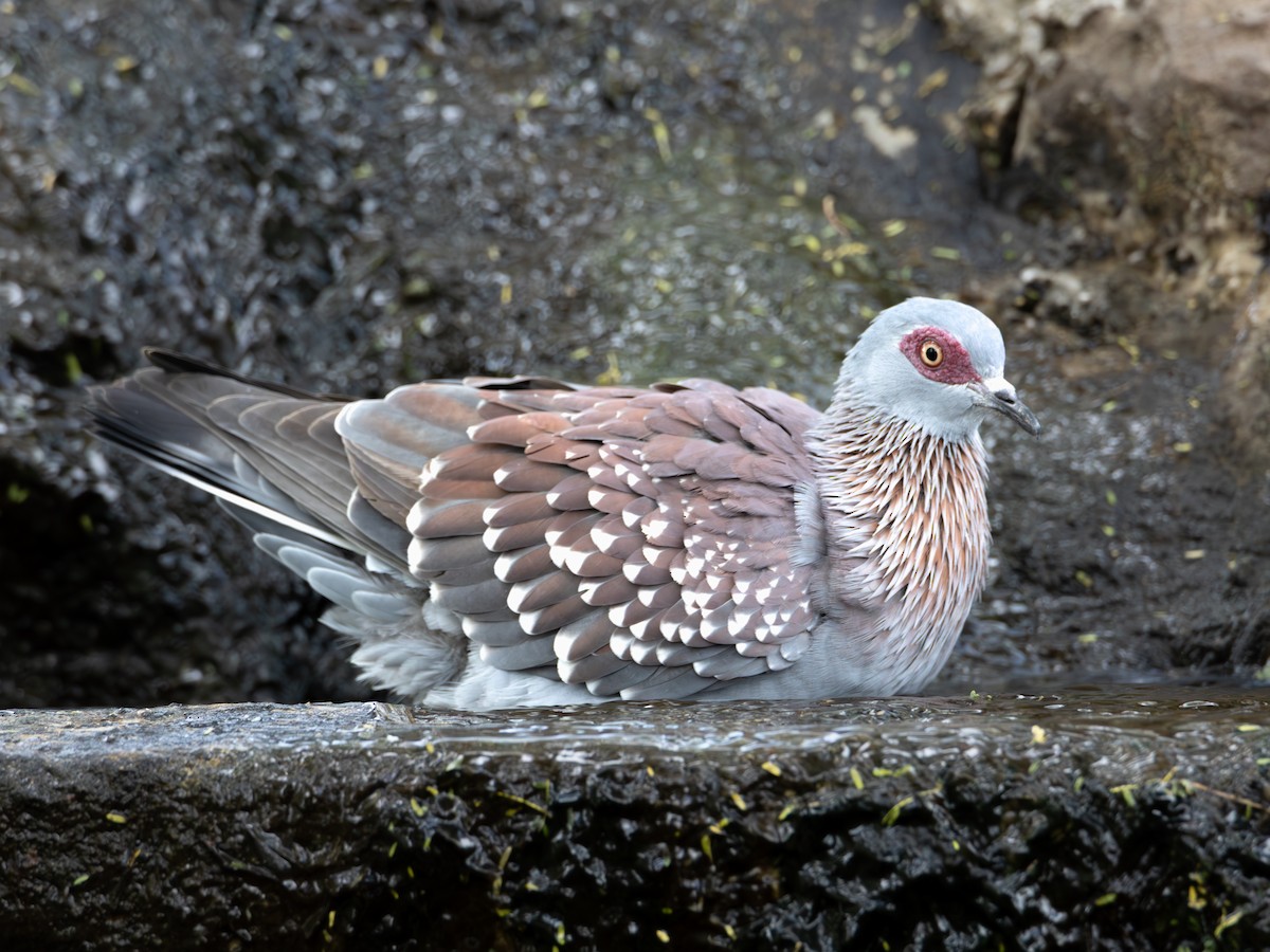 Speckled Pigeon - ML641846923