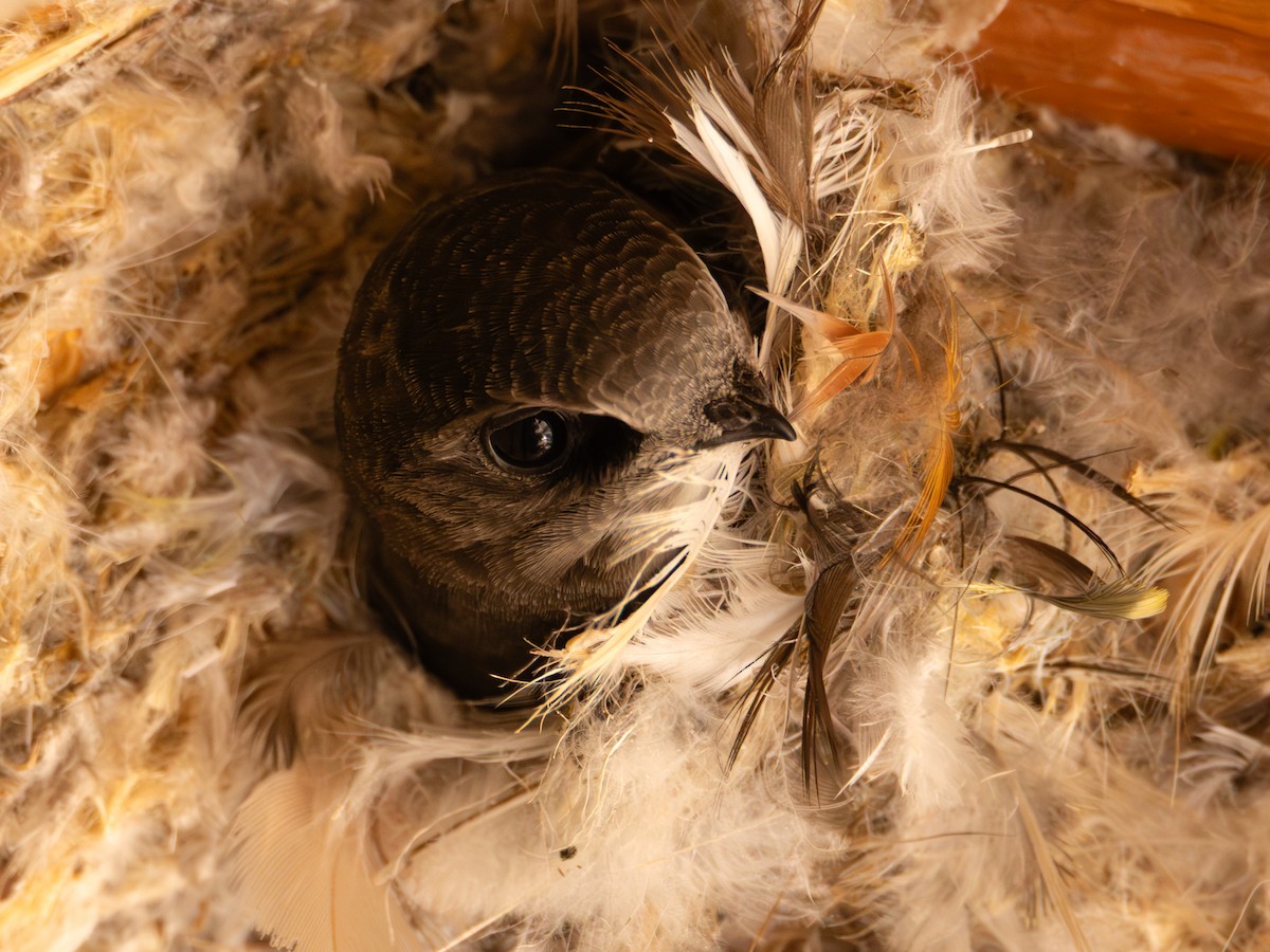 Little Swift - ML641846926