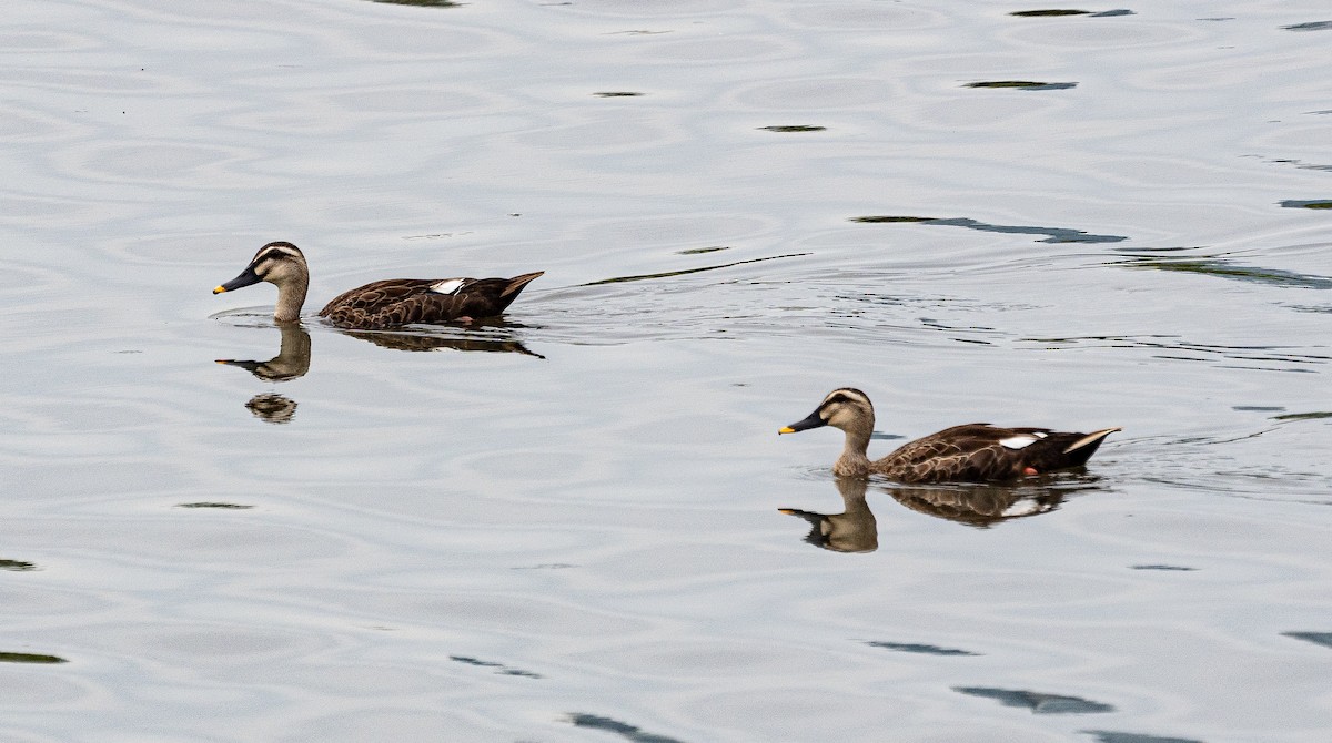 Eastern Spot-billed Duck - ML641846928