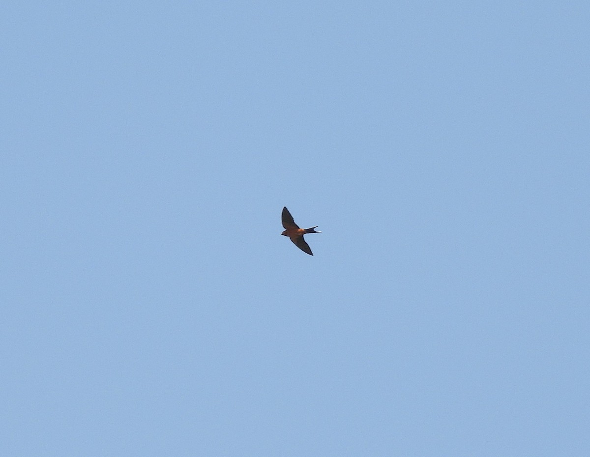 Sri Lanka Swallow - ML641846930
