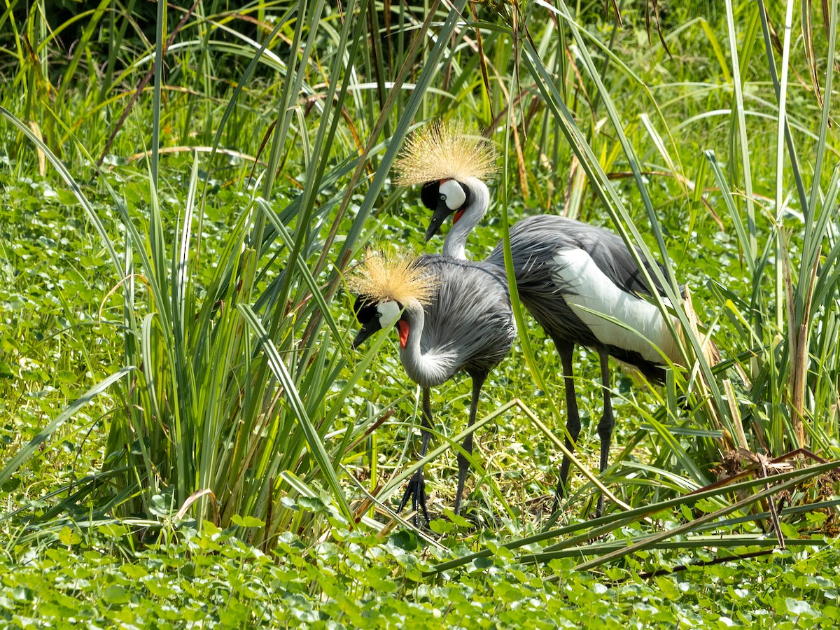 Gray Crowned-Crane - ML641846944