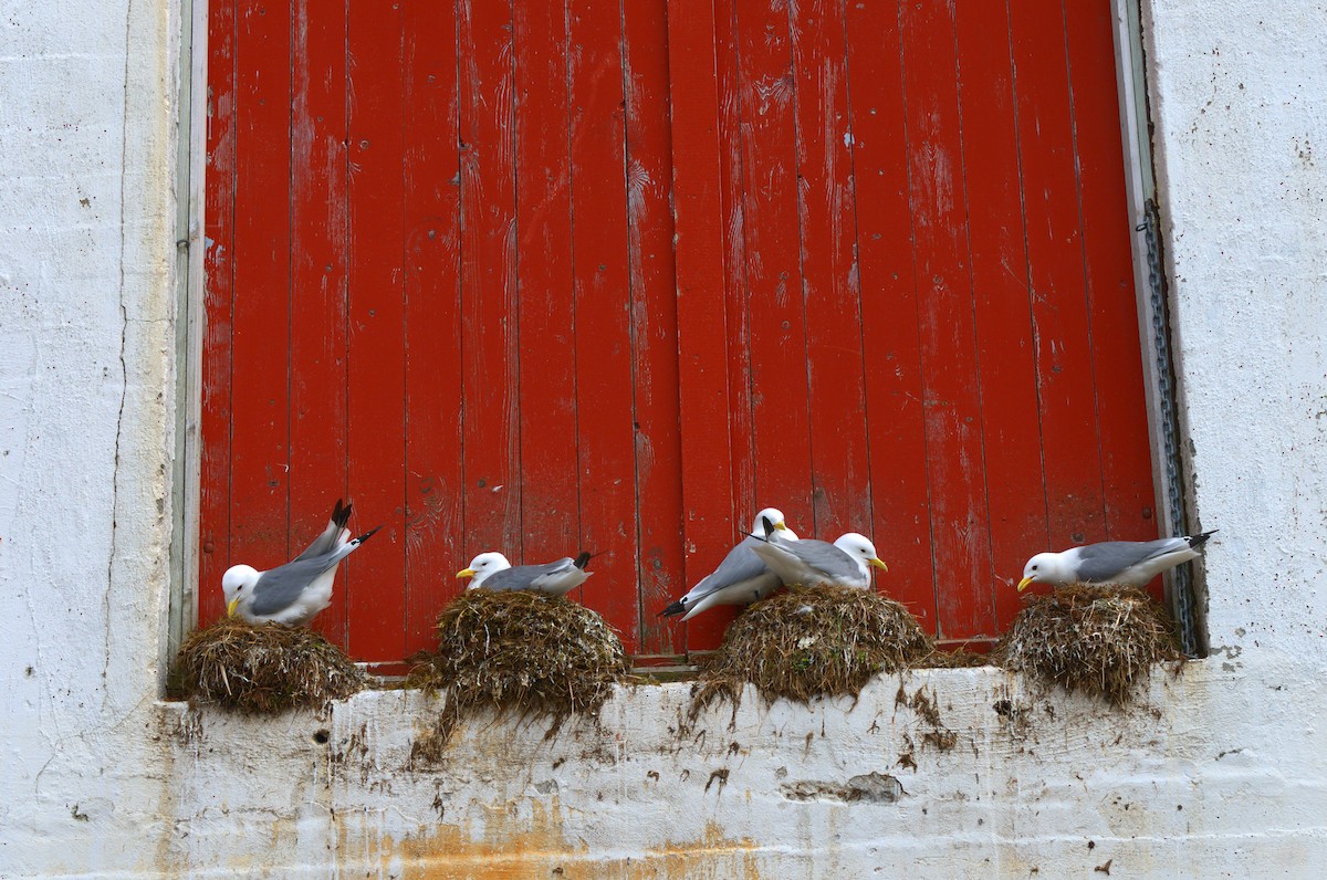 Black-legged Kittiwake - ML641846945