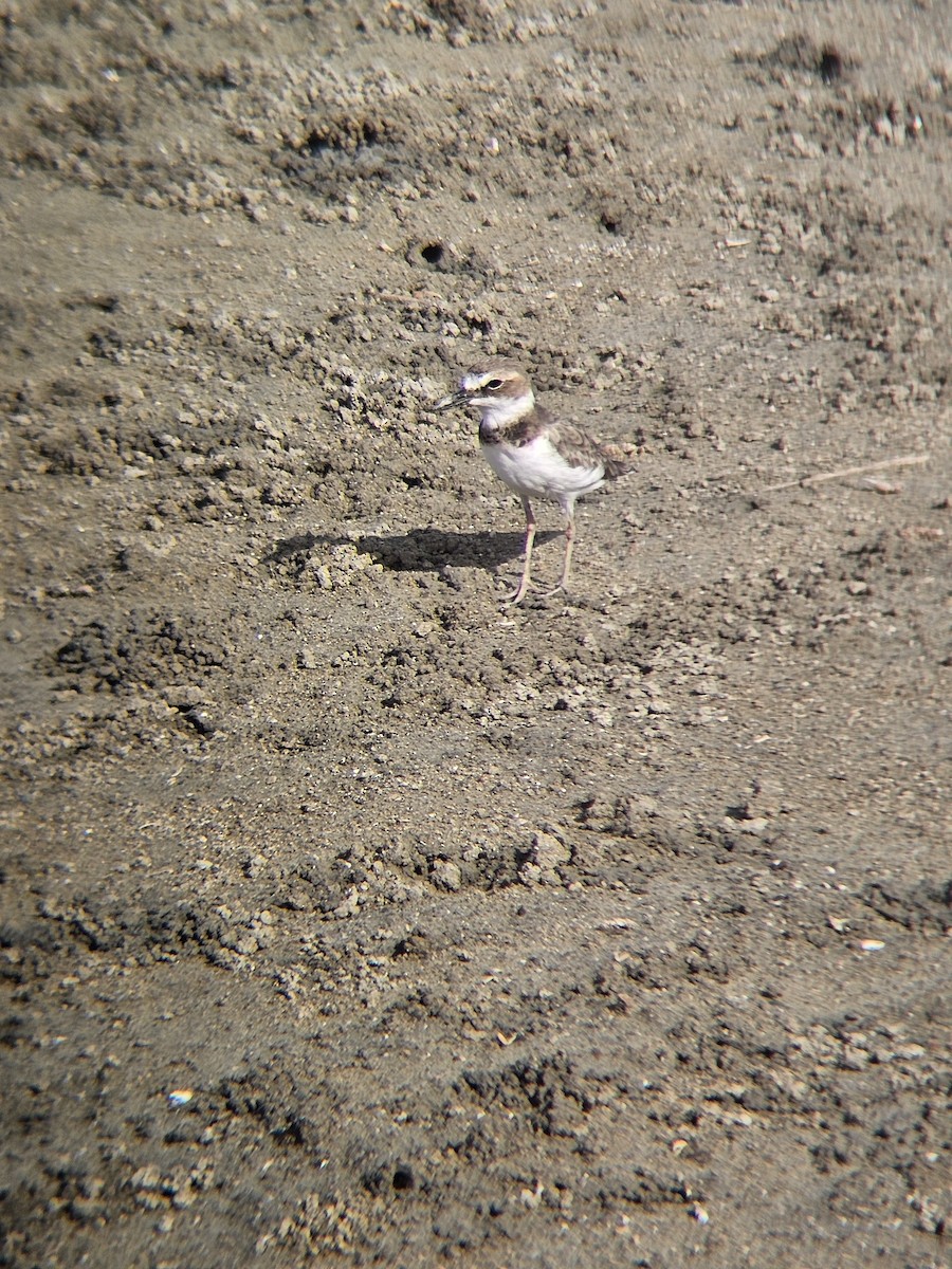 Wilson's Plover - ML641846947