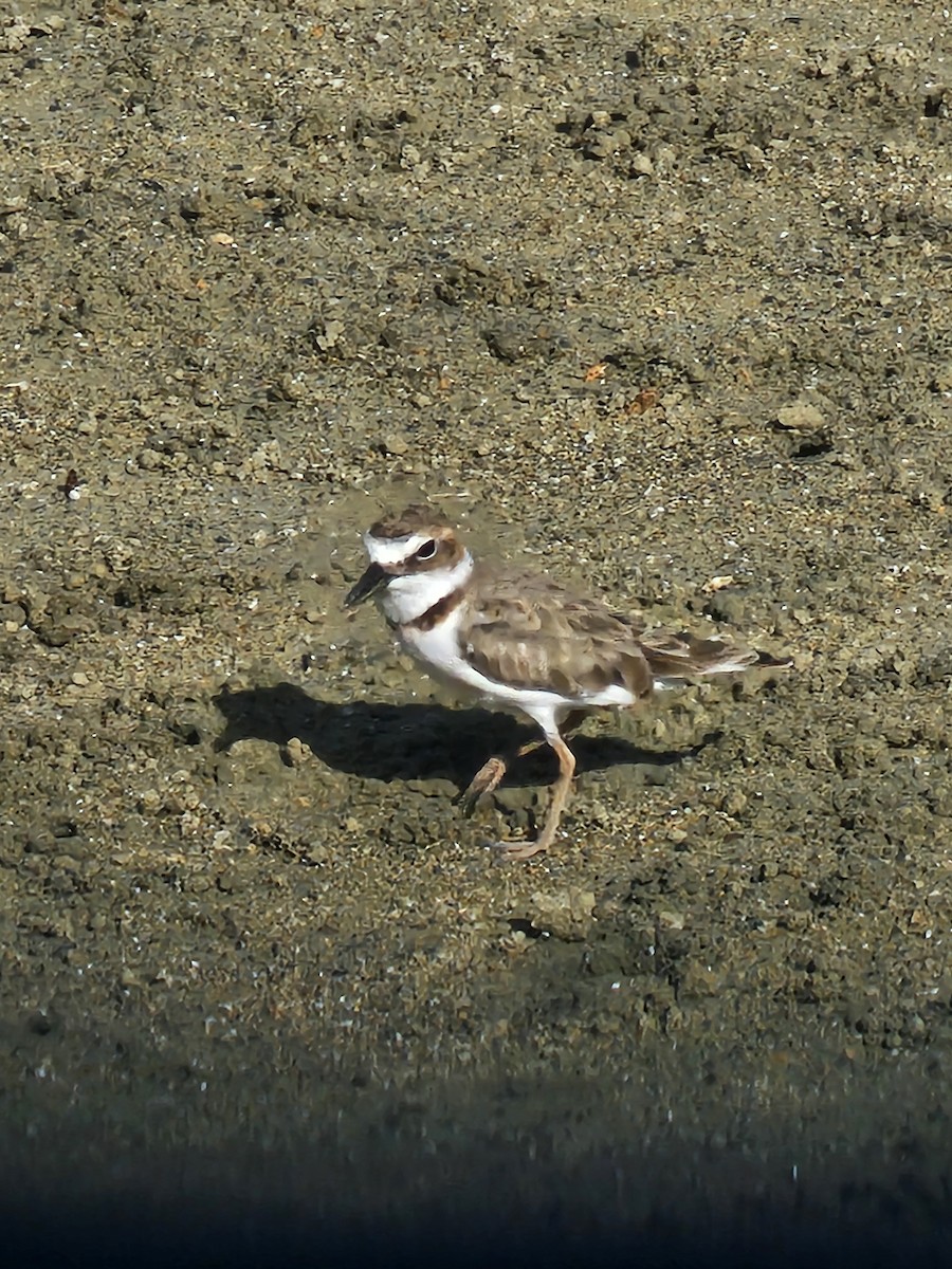 Wilson's Plover - ML641846948