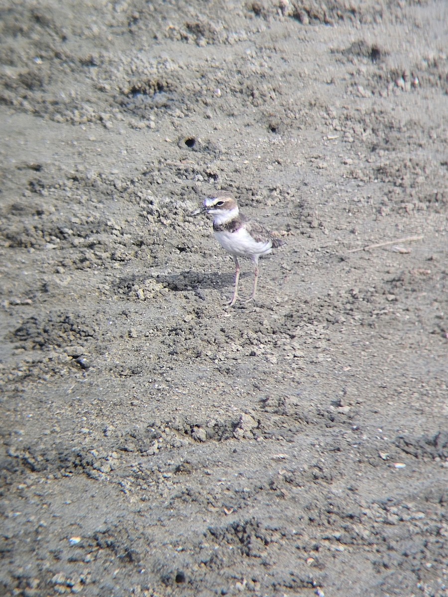 Wilson's Plover - ML641846949