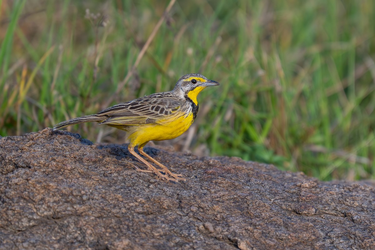 Yellow-throated Longclaw - ML641846950
