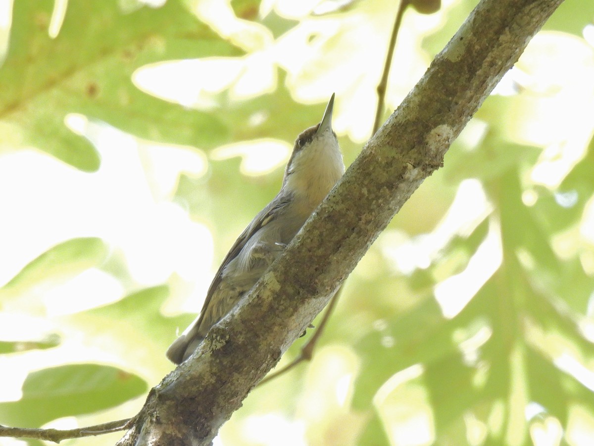 Brown-headed Nuthatch - ML641846951