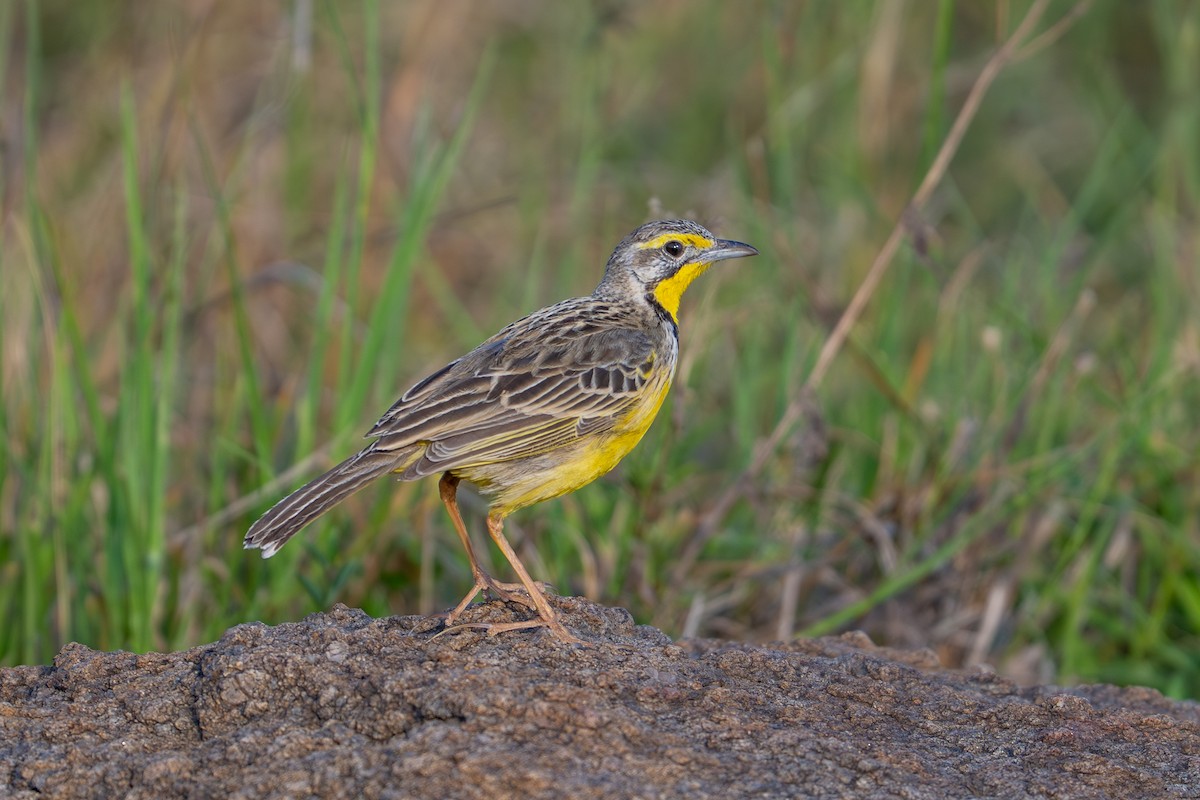 Yellow-throated Longclaw - ML641846953